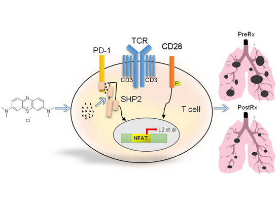 Blocking interaction between SHP2 and PD‐1 denotes a novel opportunity ...
