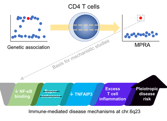 Resolving mechanisms of immune‐mediated disease in primary CD4 T cells ...