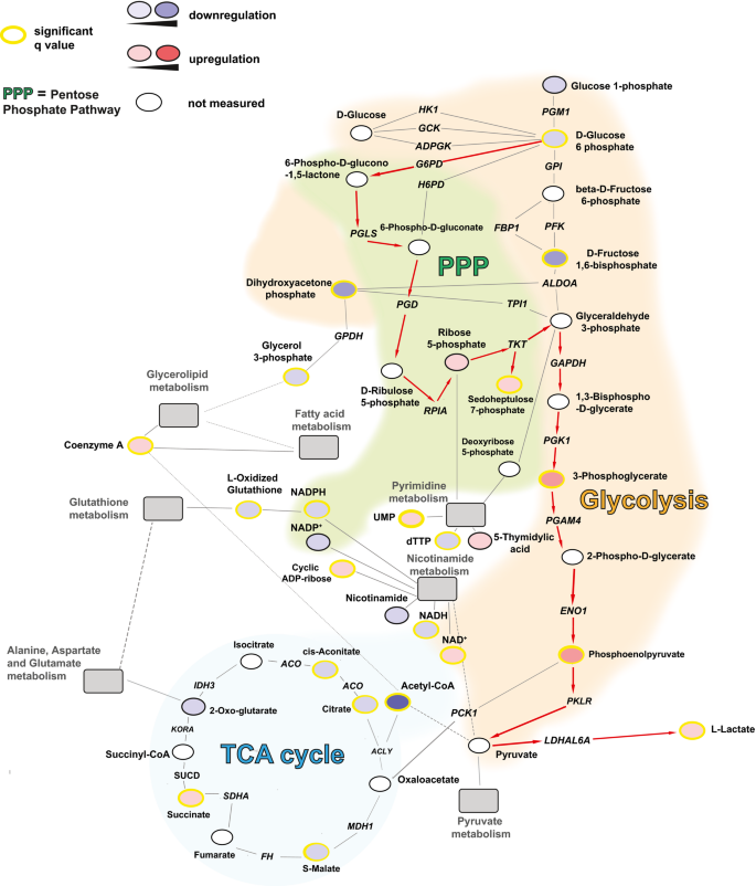 glutathione kills hiv Frontiers The Role of Glutathione in