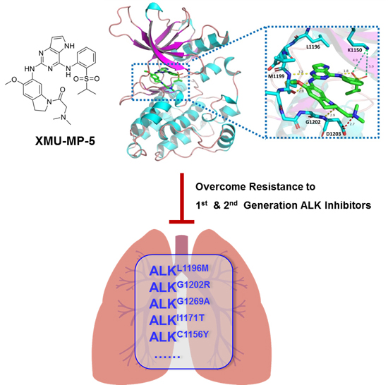 A new ALK inhibitor overcomes resistance to first‐ and second ...