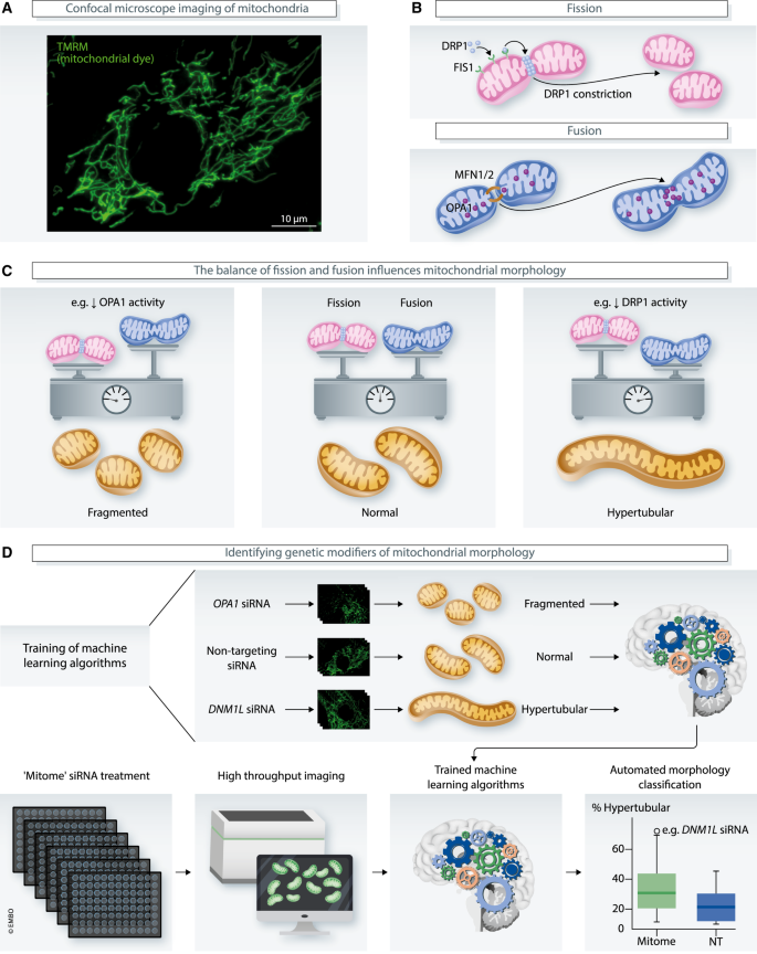Machine learning algorithms reveal the secrets of mitochondrial ...