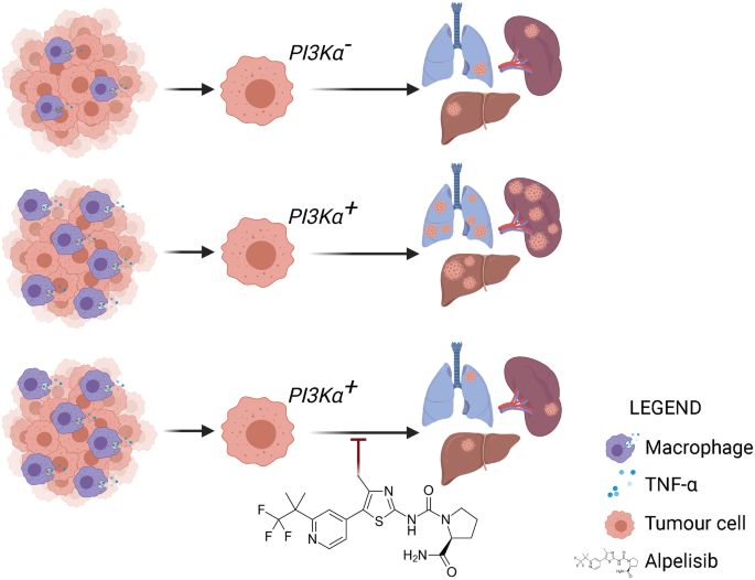 PI3Kα targeting, nipping pancreatic cancer evolution in the bud | EMBO ...