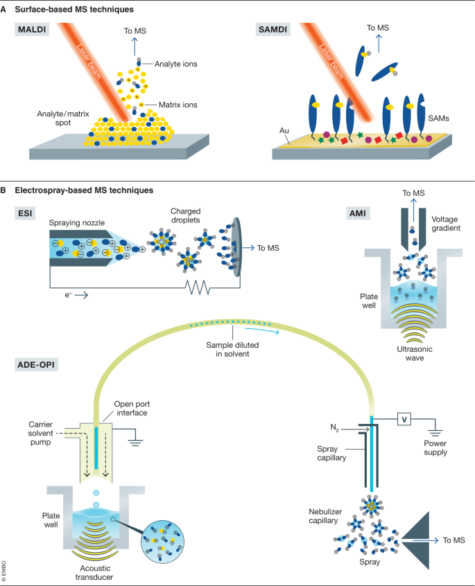 Advances in high‐throughput mass spectrometry in drug discovery | EMBO ...