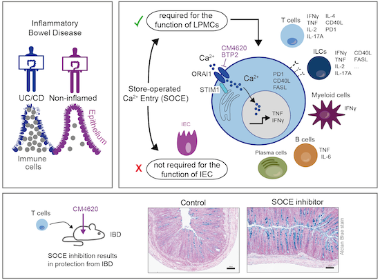 Store‐operated calcium entry controls innate and adaptive immune cell ...