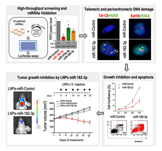 MiR‐182‐3p targets TRF2 and impairs tumor growth of triple‐negative ...