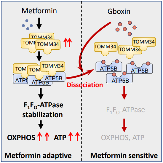 Disrupting metformin adaptation of liver cancer cells by targeting the ...