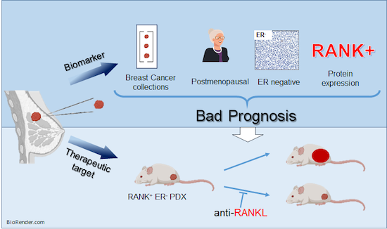 RANK is a poor prognosis marker and a therapeutic target in ER‐negative ...