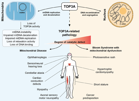 Pathological variants in TOP3A cause distinct disorders of ...