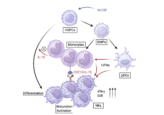 M‐CSF directs myeloid and NK cell differentiation to protect from CMV ...