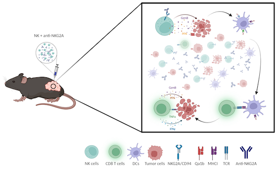 Intratumoral co‐injection of NK cells and NKG2A‐neutralizing monoclonal ...