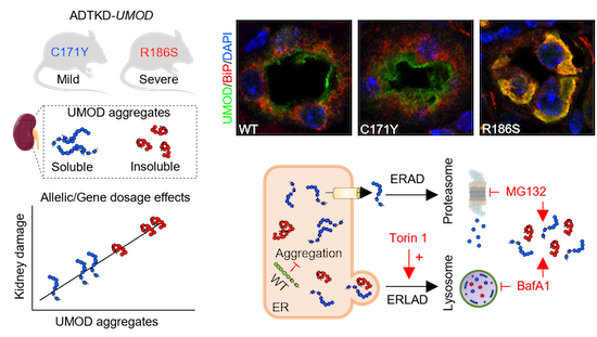 Allelic effects on uromodulin aggregates drive autosomal dominant ...
