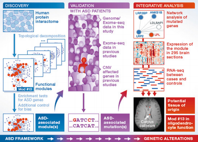 Integrated systems analysis reveals a molecular network underlying ...