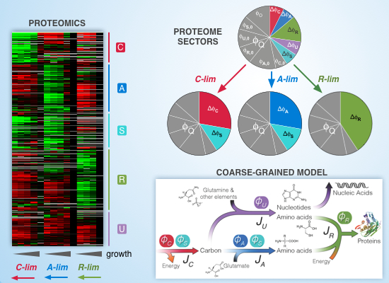 Quantitative proteomic analysis reveals a simple strategy of global ...