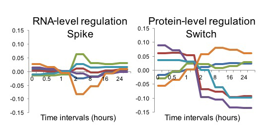 Differential dynamics of the mammalian mRNA and protein expression ...