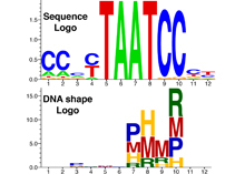 Transcription factor family‐specific DNA shape readout revealed by ...