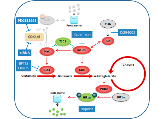 De novo MYC addiction as an adaptive response of cancer cells to CDK4/6 ...
