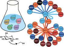 Quantitative analysis of protein interaction network dynamics in yeast ...