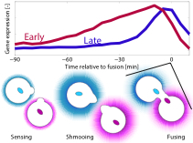 Timing of gene expression in a cell‐fate decision system | Molecular ...
