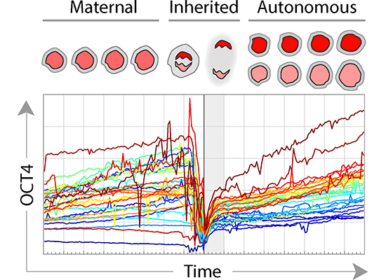 Oct4 Function Inheritance of OCT4 predetermines fate choice in human embryonic stem ...