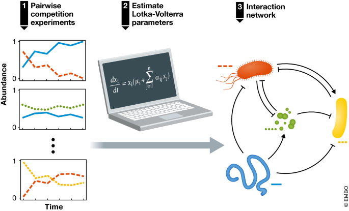 Pairing off: a bottom‐up approach to the human gut microbiome ...
