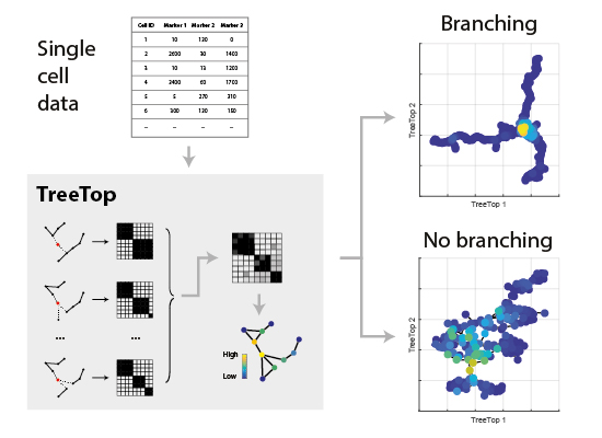 Convergence Tree Analysis Tree‐ensemble analysis assesses presence of multifurcations in single ...