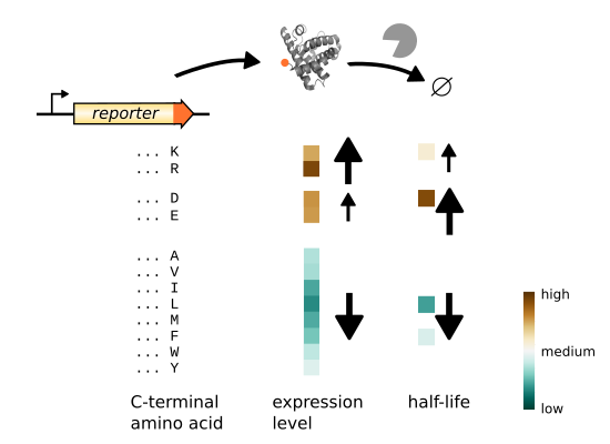 Impact of C‐terminal amino acid composition on protein expression in ...