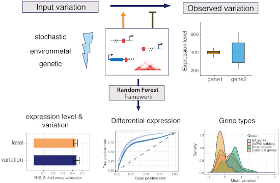 Predictive features of gene expression variation reveal mechanistic ...