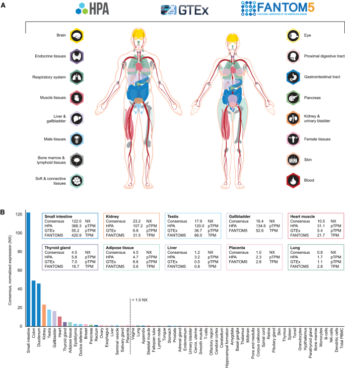 The protein expression profile of ACE2 in human tissues | Molecular ...