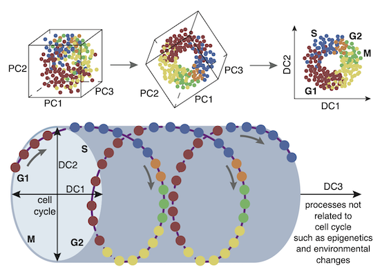 The transcriptome dynamics of single cells during the cell cycle ...