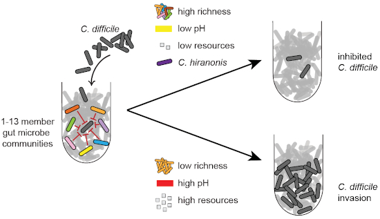 Negative interactions determine Clostridioides difficile growth in ...