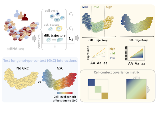 CellRegMap: a statistical framework for mapping context‐specific ...