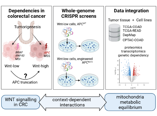 Metabolic balance in colorectal cancer is maintained by optimal Wnt ...