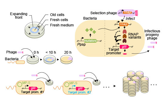Exploiting spatial dimensions to enable parallelized continuous ...