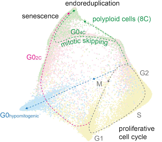 The molecular architecture of cell cycle arrest | Molecular Systems Biology