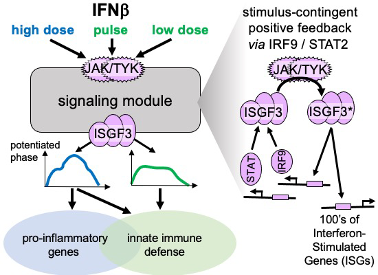 A stimulus‐contingent positive feedback loop enables IFN‐β dose ...