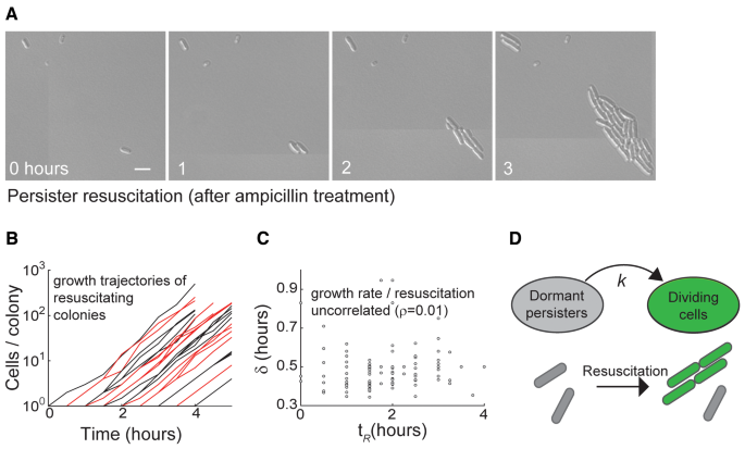 細菌はダメージを捨てて抗生物質治療を生き延びることができる(Bacteria Can Discard Damage to Survive Antibiotic Treatment)