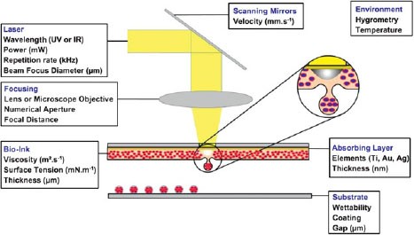 Laser-assisted bioprinting to deal with tissue complexity in regenerative  medicine | SpringerLink