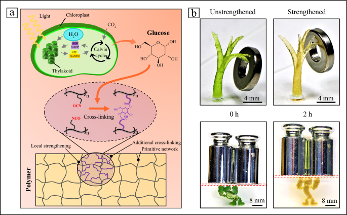 Plant Inspired Strategy Uses Photosynthesis To Strengthen 3d Printed Polymers Springerlink Plant Inspired Strategy Uses Photosynthesis To Strengthen 3d Printed Polymers Springerlink