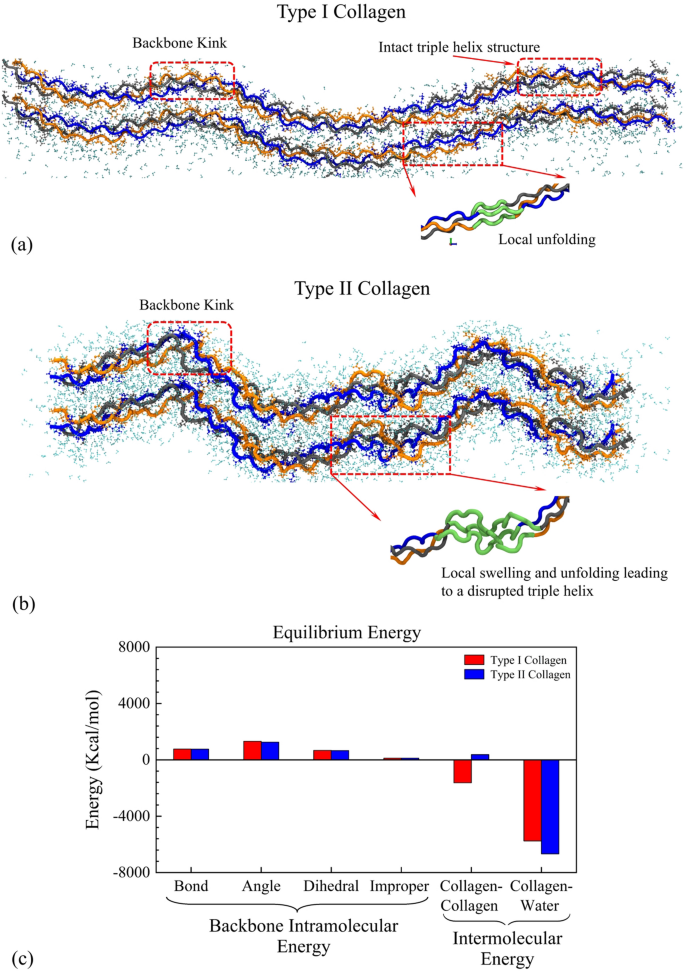 Radial variations in mechanical behaviour and fibrillar structure in  annulus fibrosus has foundations at molecular length-scale: Insights from  molecular dynamics simulations of type I and type II collagen molecules |  SpringerLink