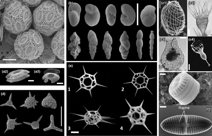 Perspectives On Applications Of Nanomaterials From Shelled Plankton Springerlink