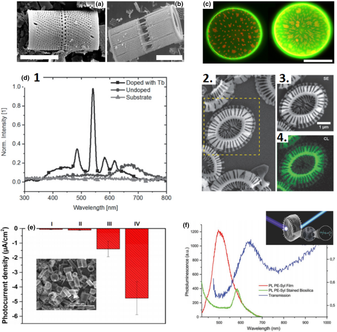 Perspectives On Applications Of Nanomaterials From Shelled Plankton Springerlink Perspectives On Applications Of Nanomaterials From Shelled Plankton Springerlink