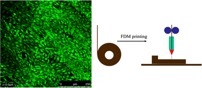 3D printing of biomedically relevant polymer materials and biocompatibility  | SpringerLink