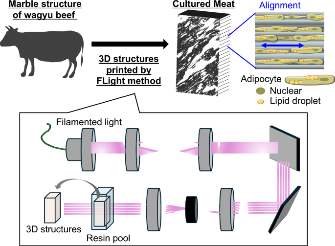Fabrication of aligned adipose tissues using the FLight method for ...