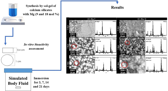 Effect of the magnesium content on the in vitro bioactivity of calcium ...