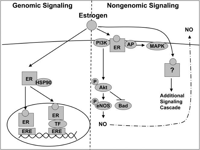 Estrogen, NFκB, and the Heat Shock Response | Molecular Medicine | Full Text