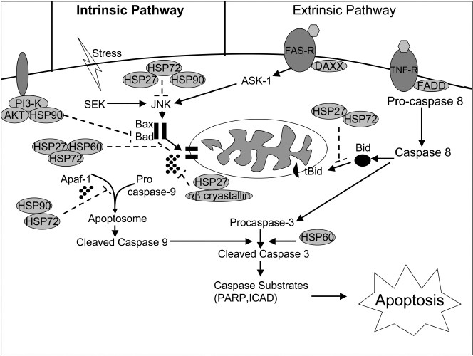 Estrogen, NFκB, and the Heat Shock Response | Molecular Medicine | Full Text