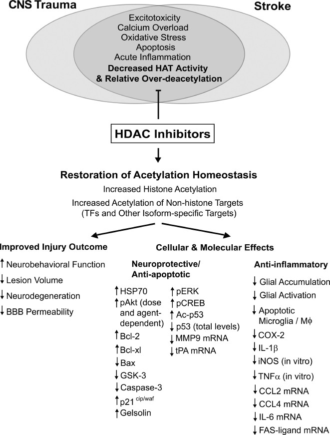 Novel Sustainable-by-Design HDAC Inhibitors for the Treatment of  Alzheimer's Disease