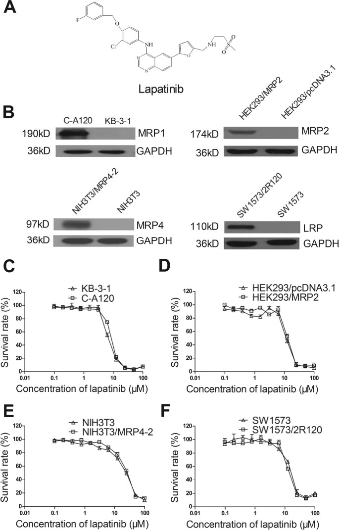 Lapatinib Antagonizes Multidrug Resistance Associated Protein 1 Mediated Multidrug Resistance By Inhibiting Its Transport Function Molecular Medicine Full Text Lapatinib Antagonizes Multidrug Resistance Associated Protein 1 Mediated Multidrug Resistance By Inhibiting Its Transport Function Molecular Medicine Full Text