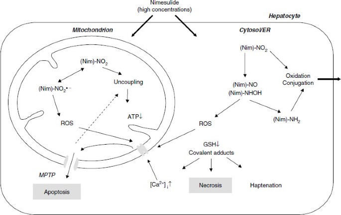 nsaids on liver glutathione Mechanisms of NSAID-Induced Hepatotoxicity | Drug Safety