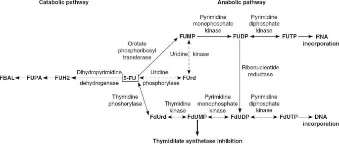 Télécharger gratuitement Images The Clinical Applications Of Fluorouracil In Ophthalmic Practice actualisé par